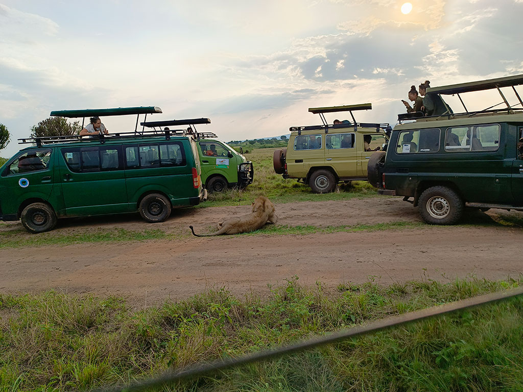 Luxury Wildlife Safari