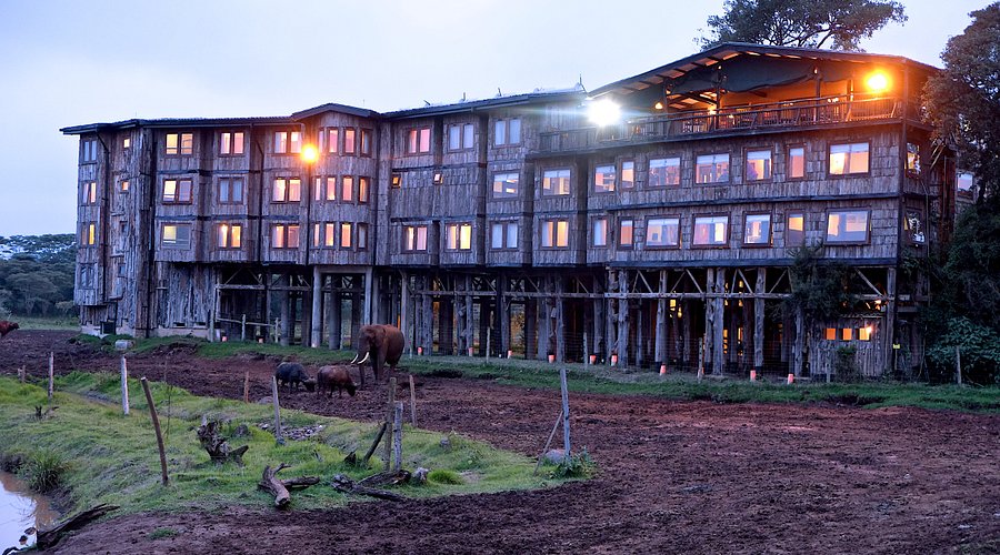 Treetops Lodge